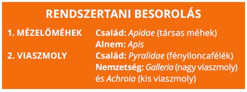 mézelő méh és viaszmoly