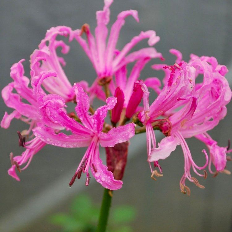 Nerine bowdenii