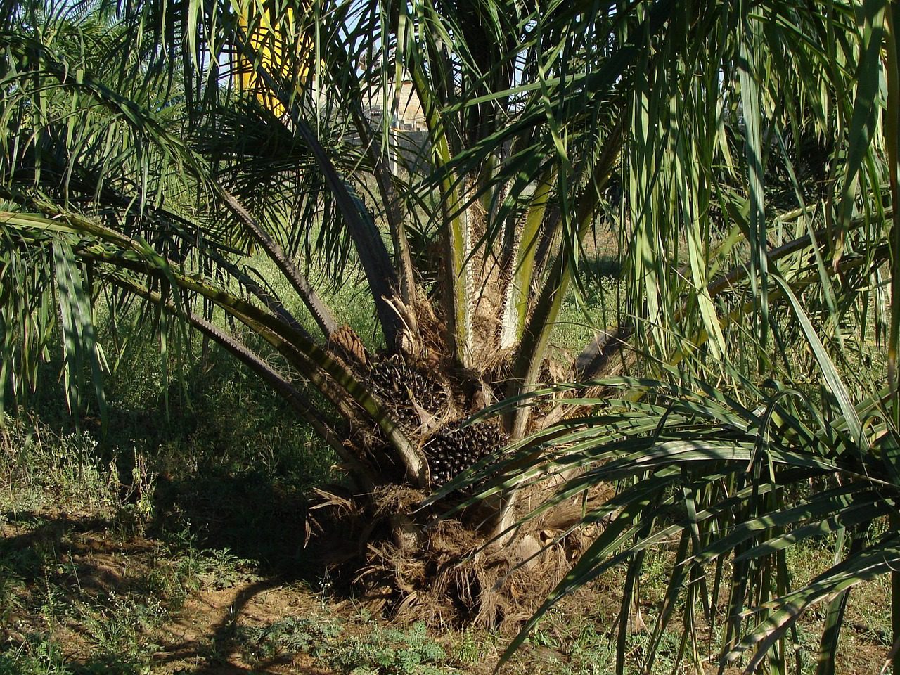olajpálma