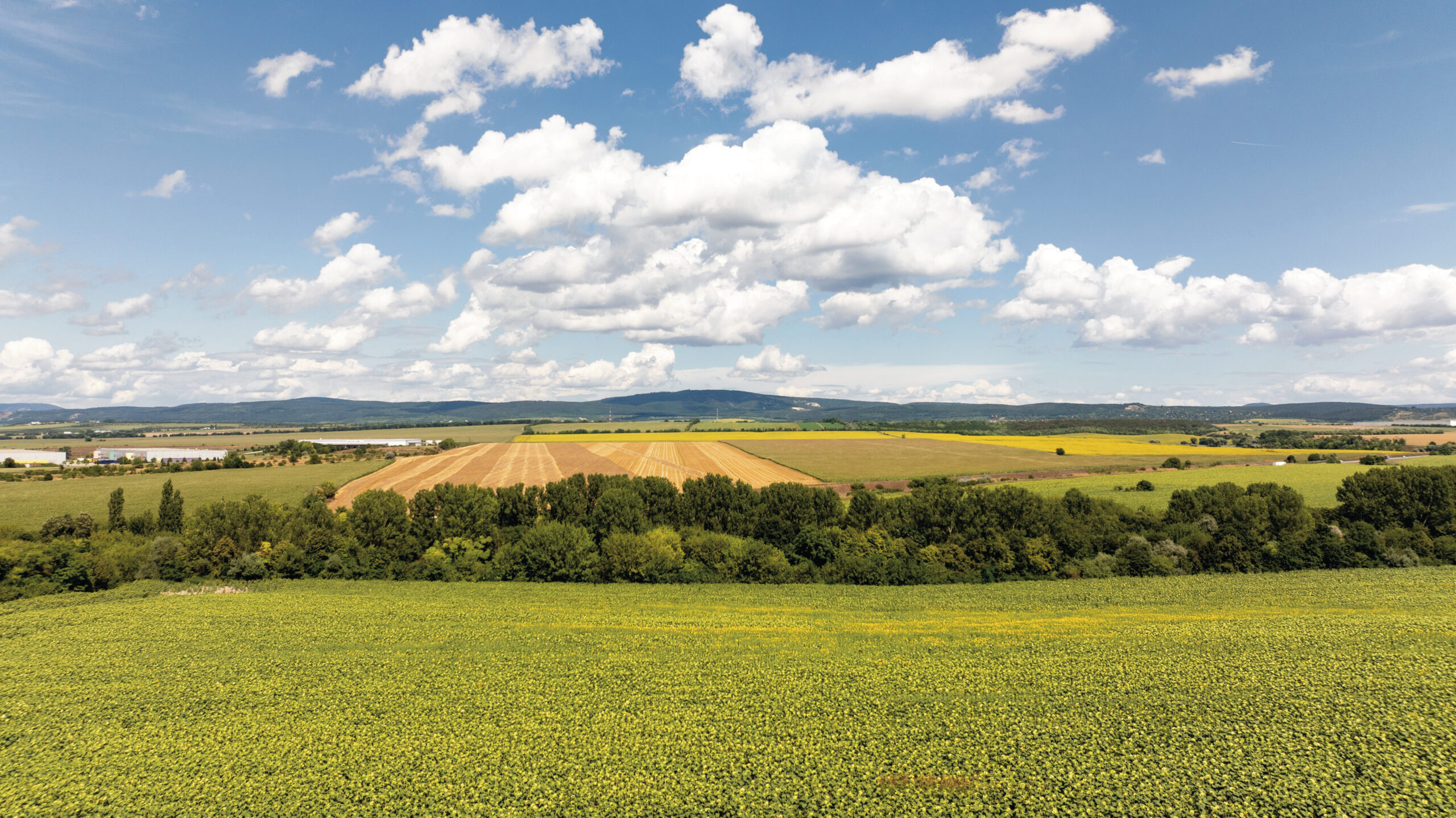 Vast sunflower field stretches towards the horizon, interspersed with trees and other crops, near Herceghalom, Hungary, under a summer sky dotted with cumulus clouds