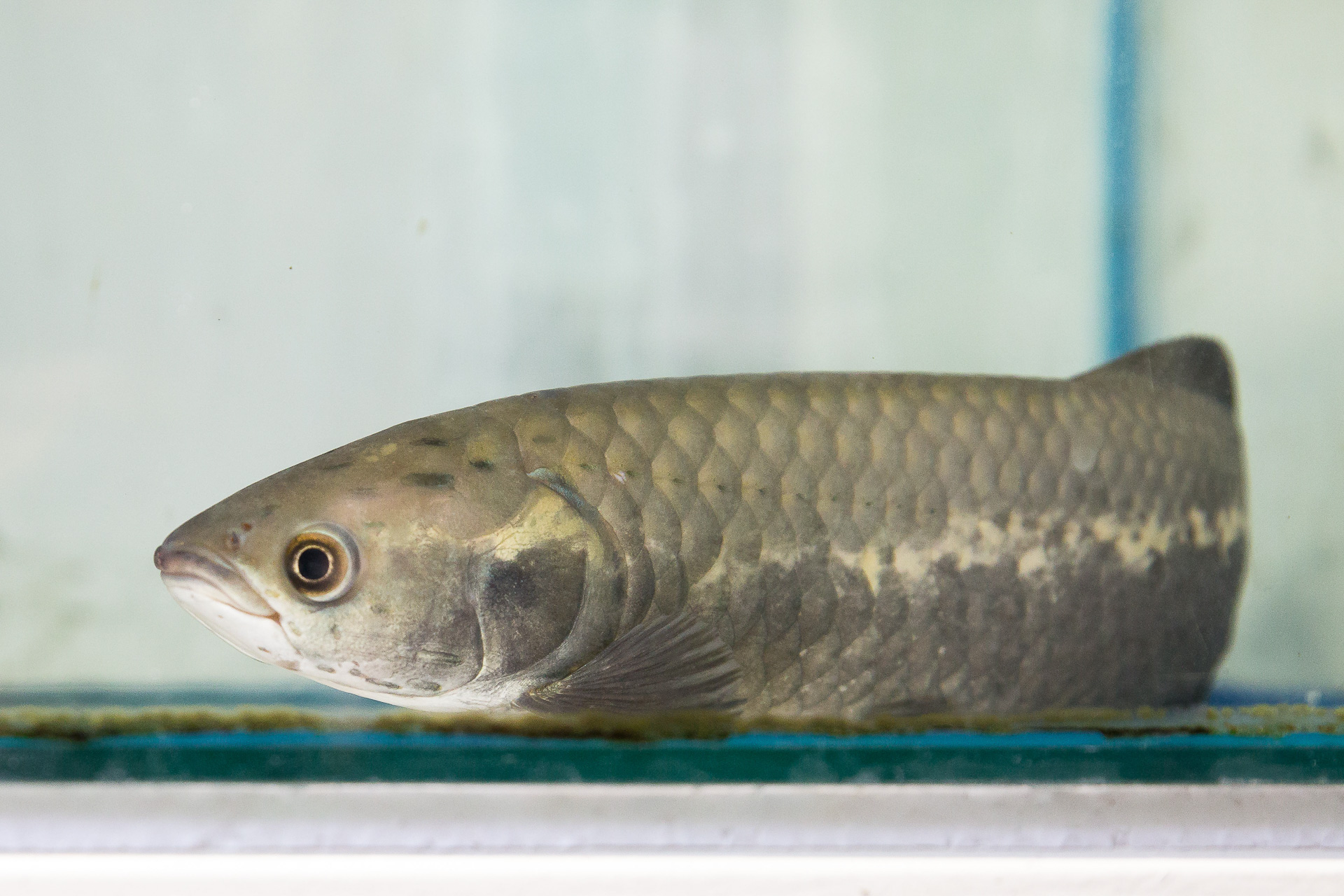 Afrikai csontnyelvű hal, más néven afrikai arowana