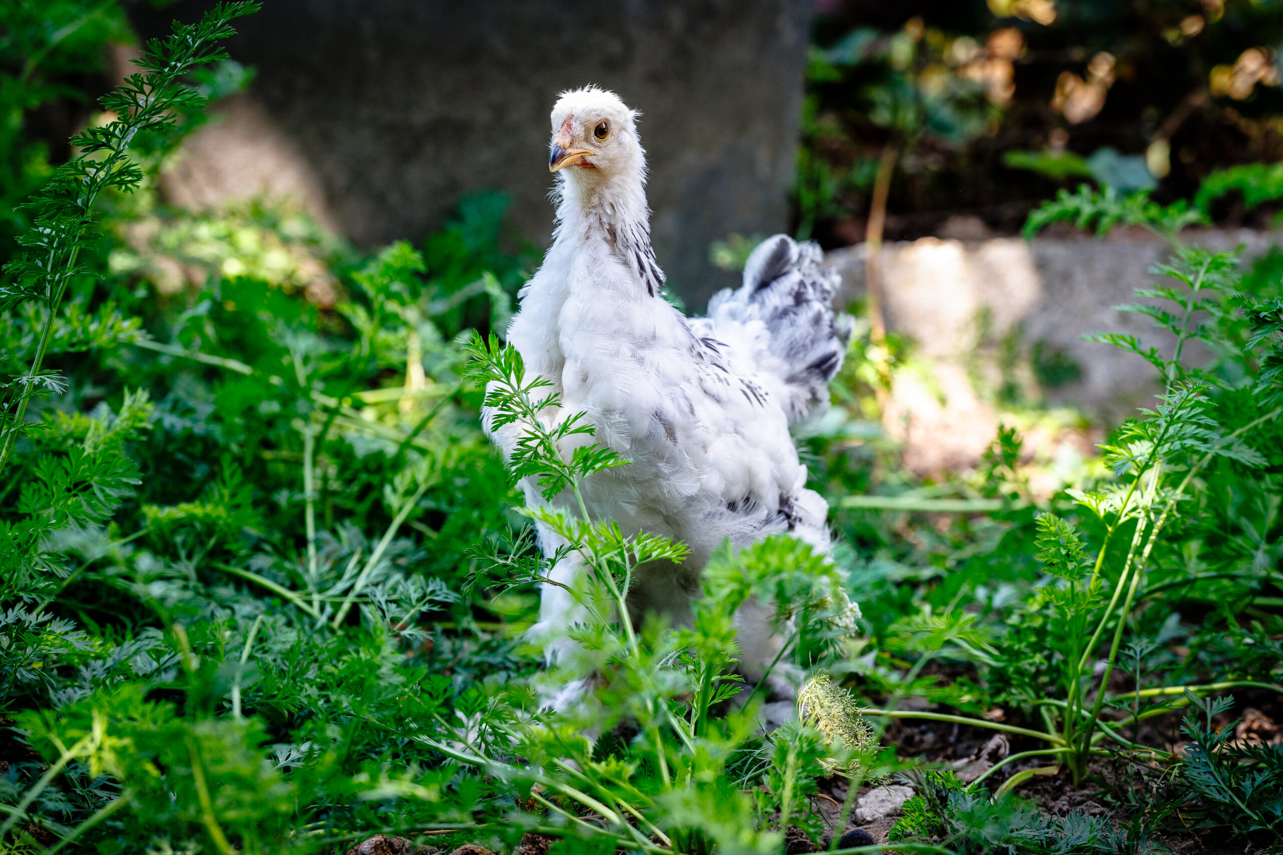brahma fekete fehér columbia