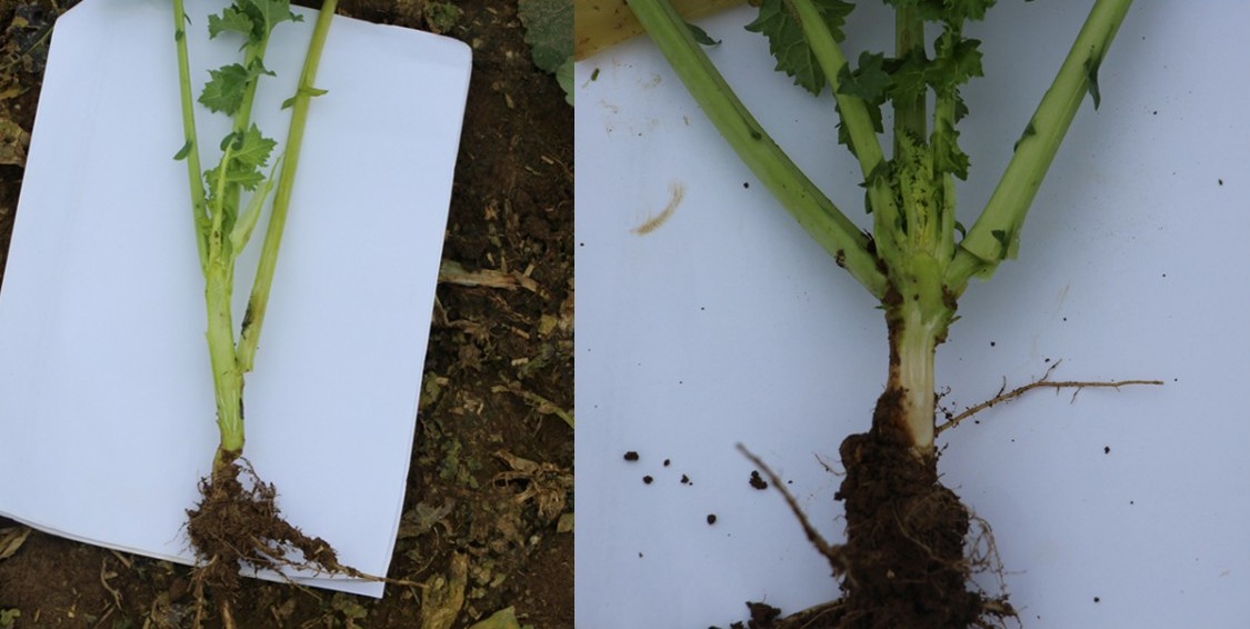 Balra - kezeletlen kontroll, jobbra – Caryx® 1 l/ha (BASF kisparcellás kísérlet, 2023. ősz)