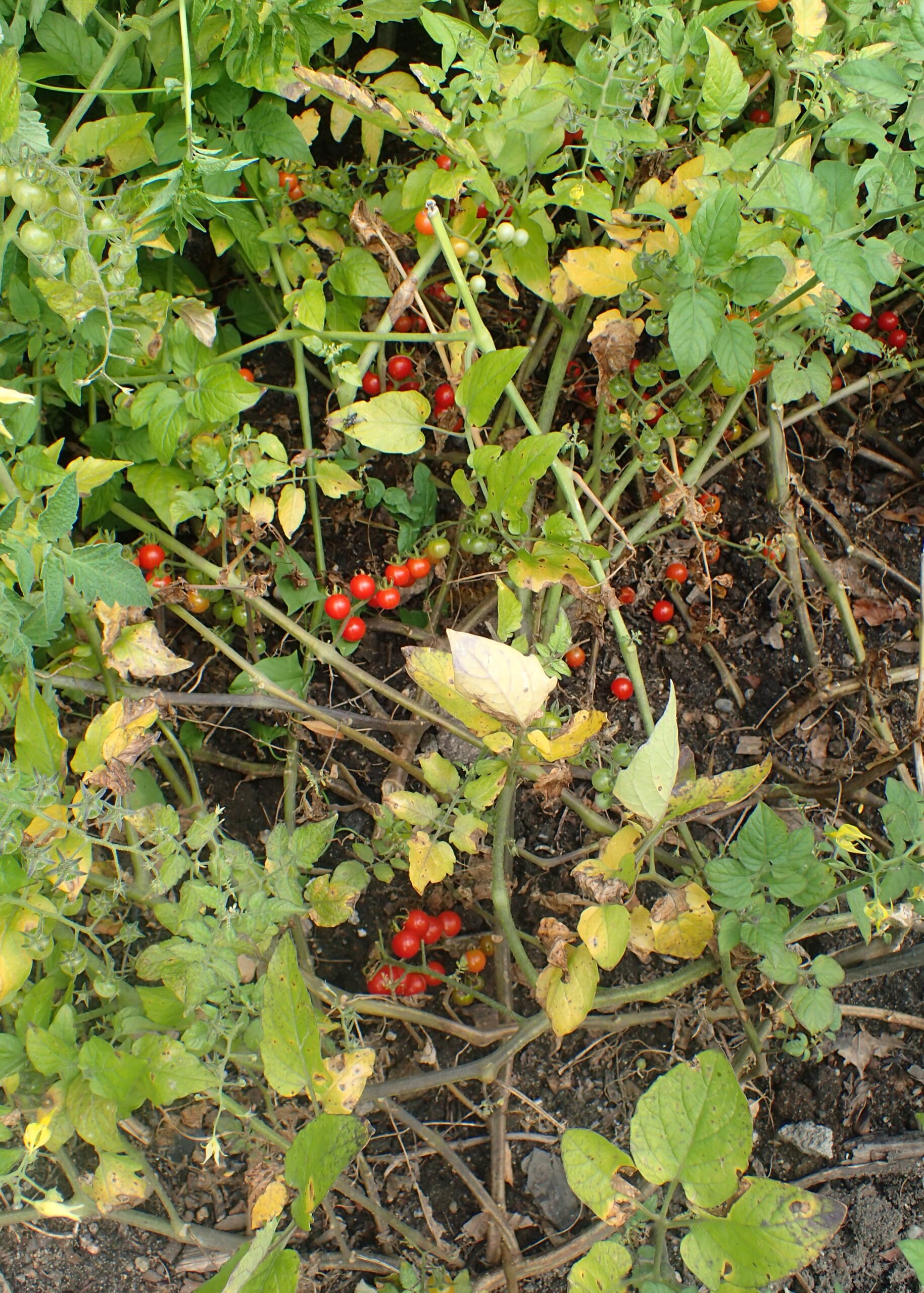 Solanum pimpinellifolium 