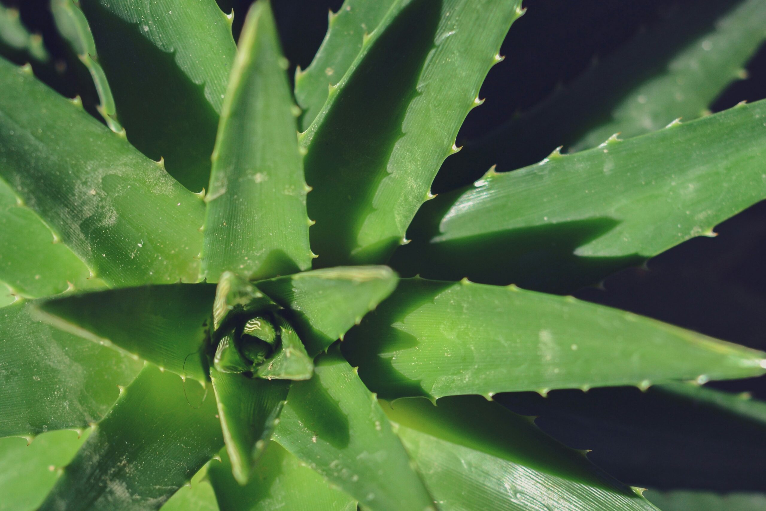 Meghódítja Spanyolországot az aloe vera