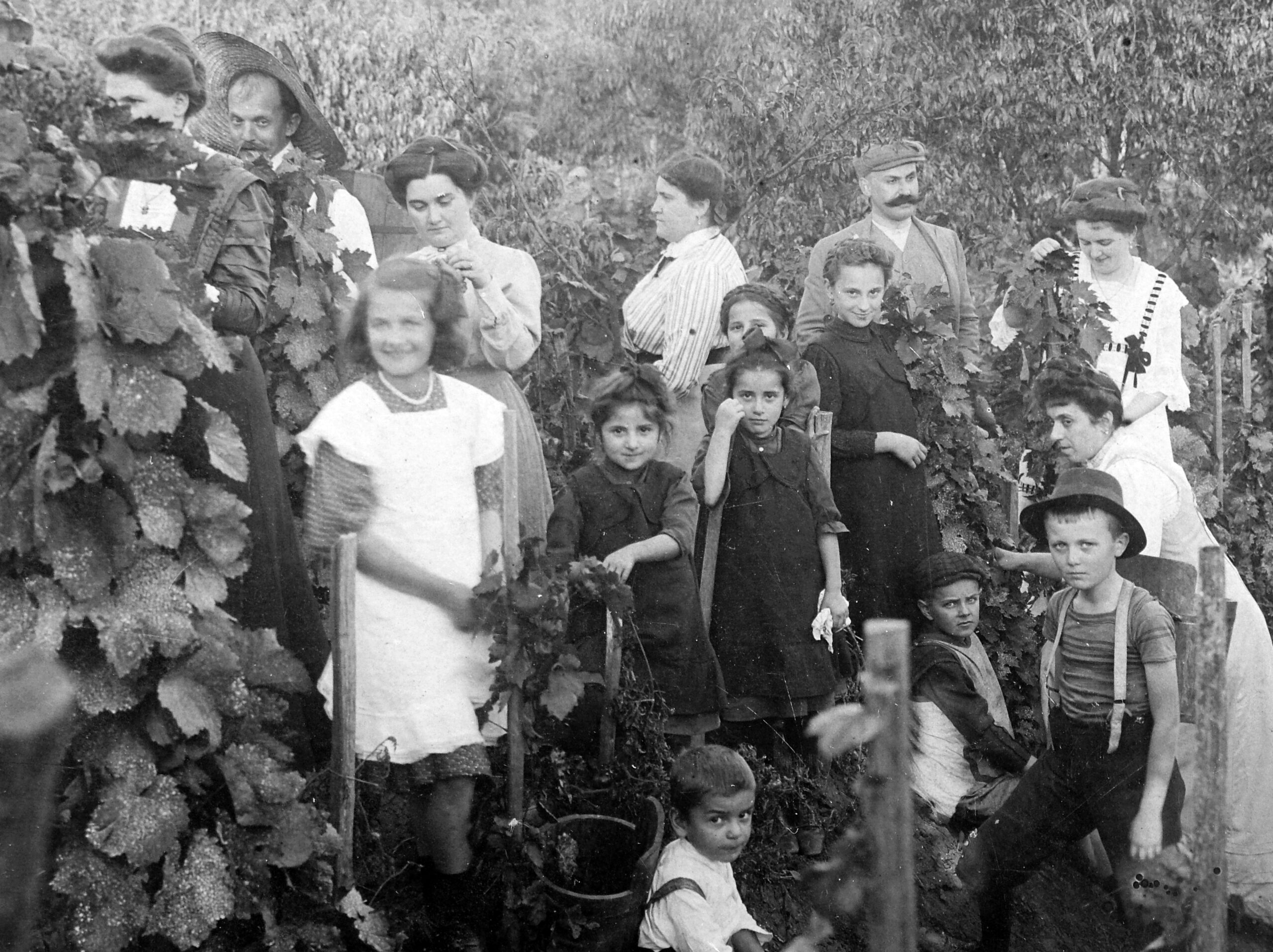 A puttonytól a szüretelőgépig – a szüret változó világa