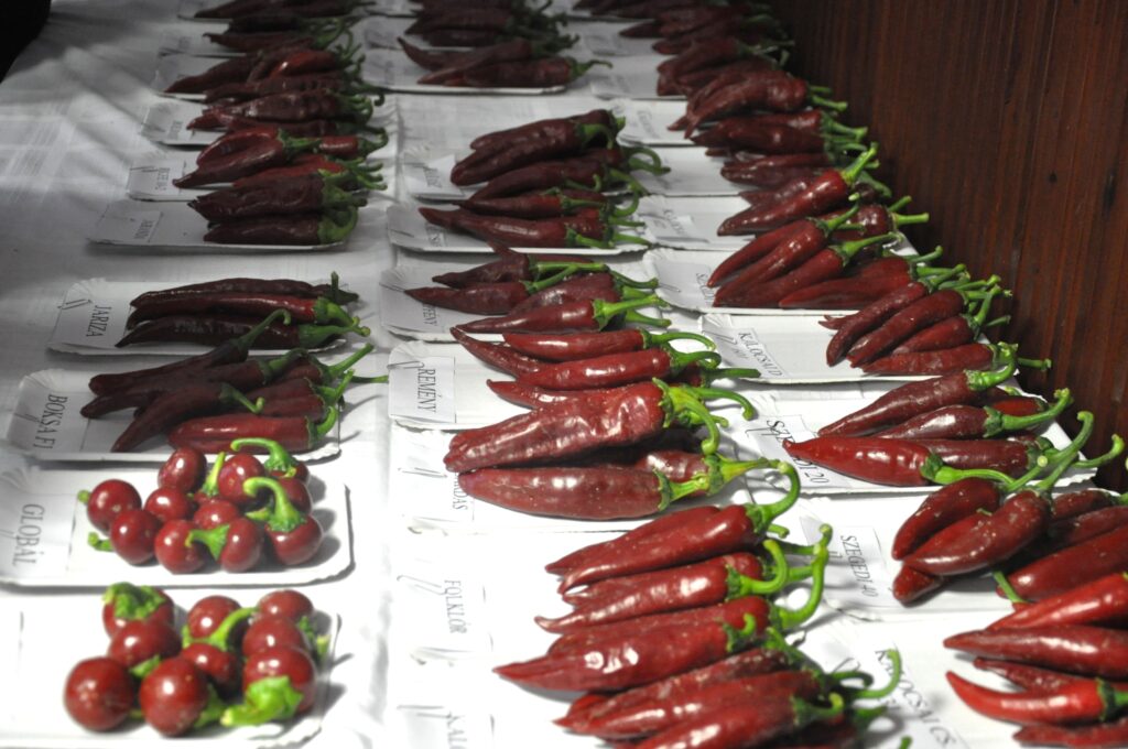 Múltból a jövőbe: génbank és AI a fűszerpaprika-termesztésben