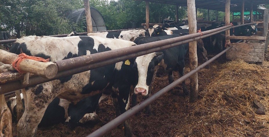 Holstein-fríz hízóbikák a családi gazdaságunkban