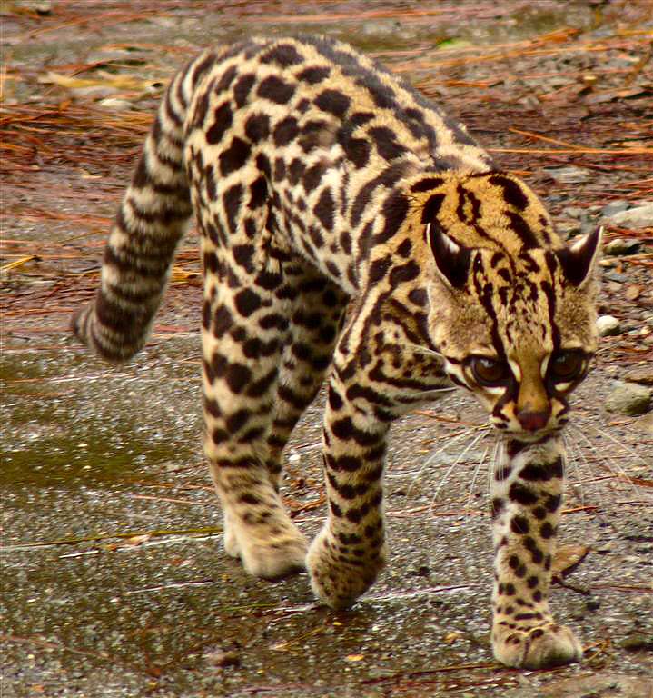 Oncilla vagy tigrismacska (Leopardus tigrinus)