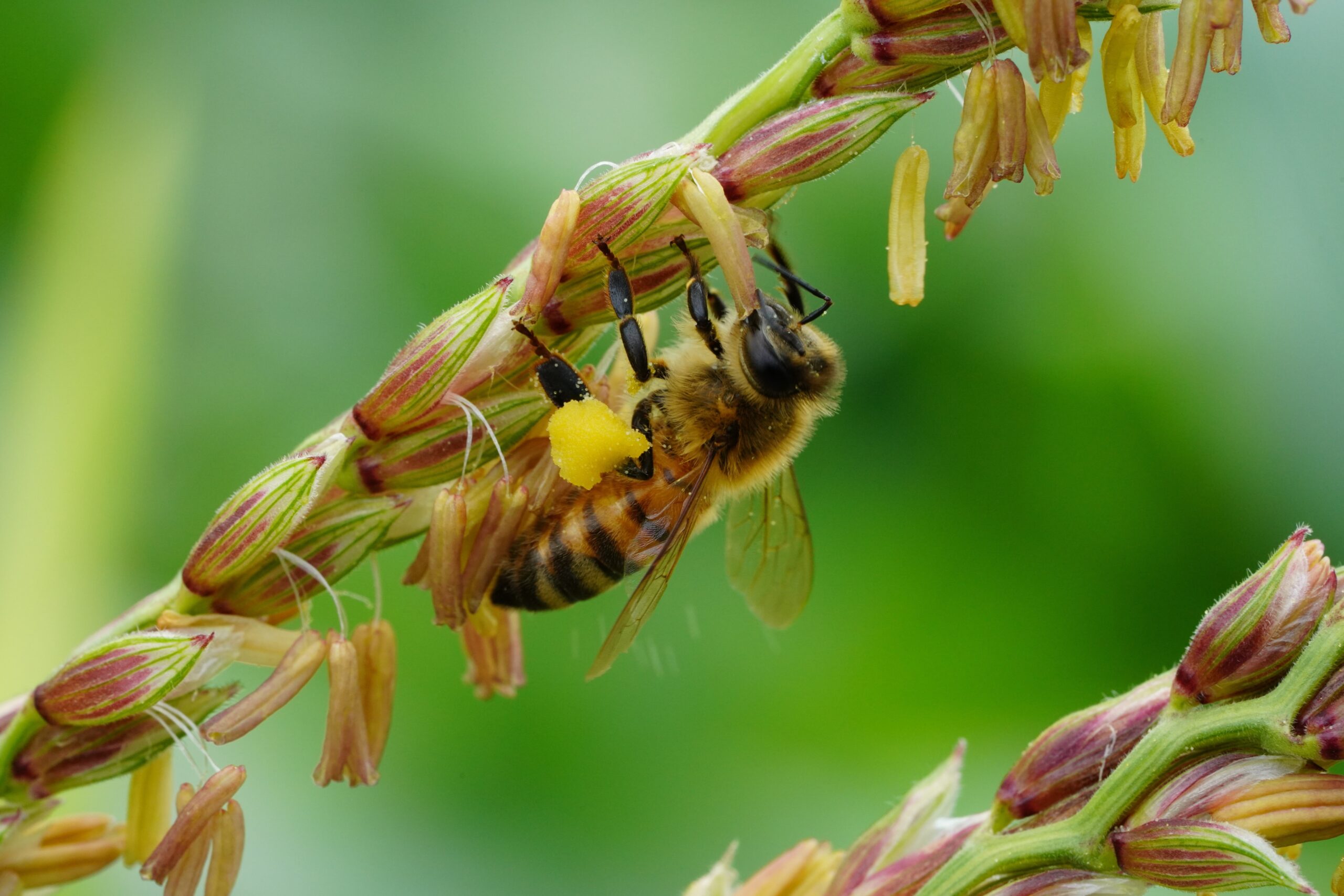 méh kukorica virág virágpor pollen