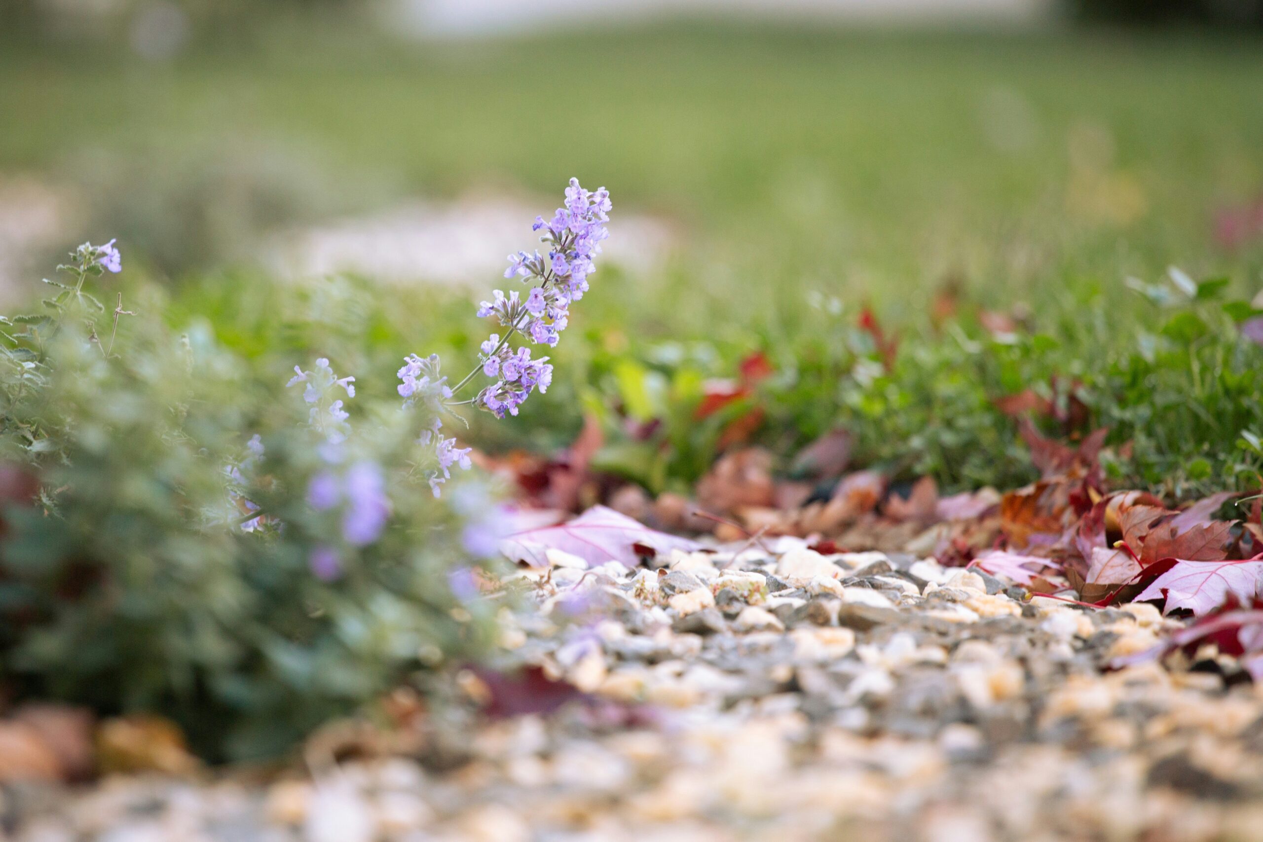 Xeriscape kert: mediterrán hangulat kevés vízzel