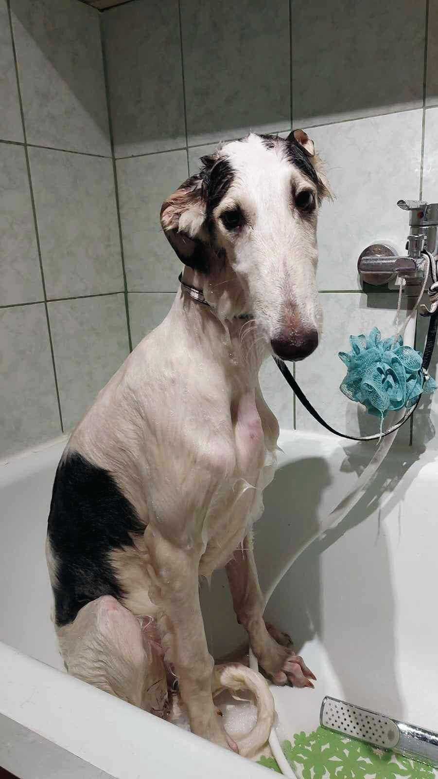 kutya fürdik barzoj borzoi
