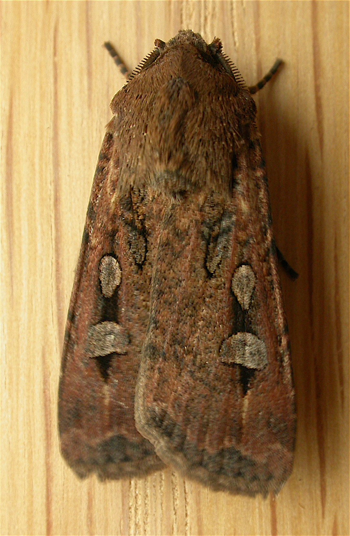 bogong-bagolylepke