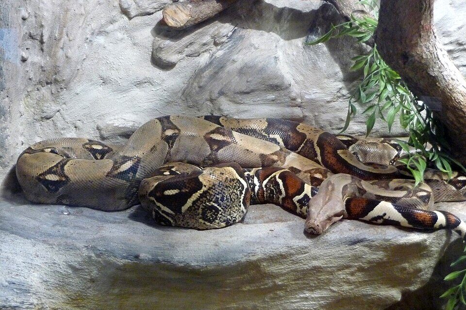 Egzotikus állataink felkészítése a téi időszakra