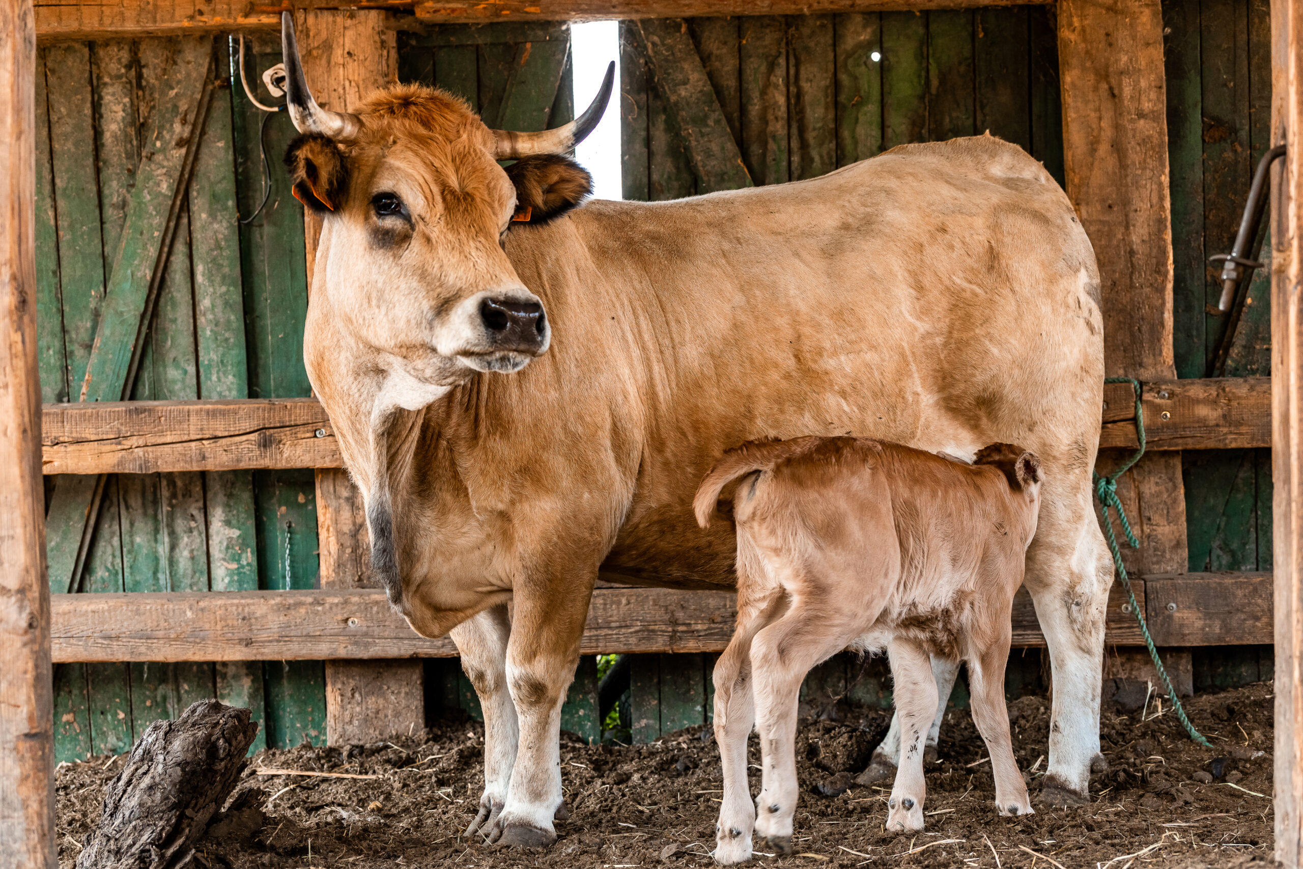 aubrac szarvasmarha