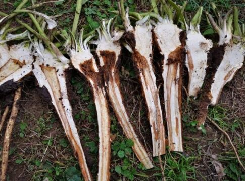 Az IRD elrettentő tünetei, javarészt a Fusarium, illetve Fusarium-Verticillium együttes fertőzése nyomán