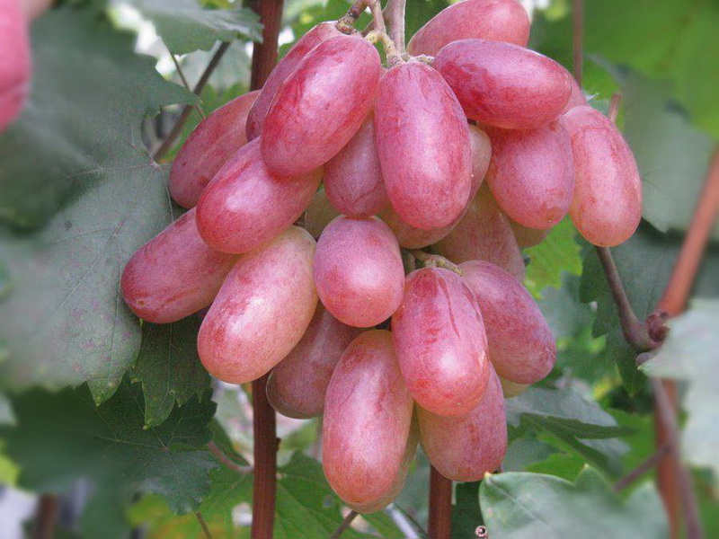 Preobrazsenyie (Preobrazhenie)