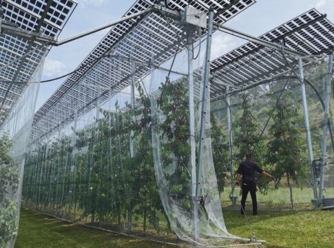 agrifotovoltaikus gyümölcsös