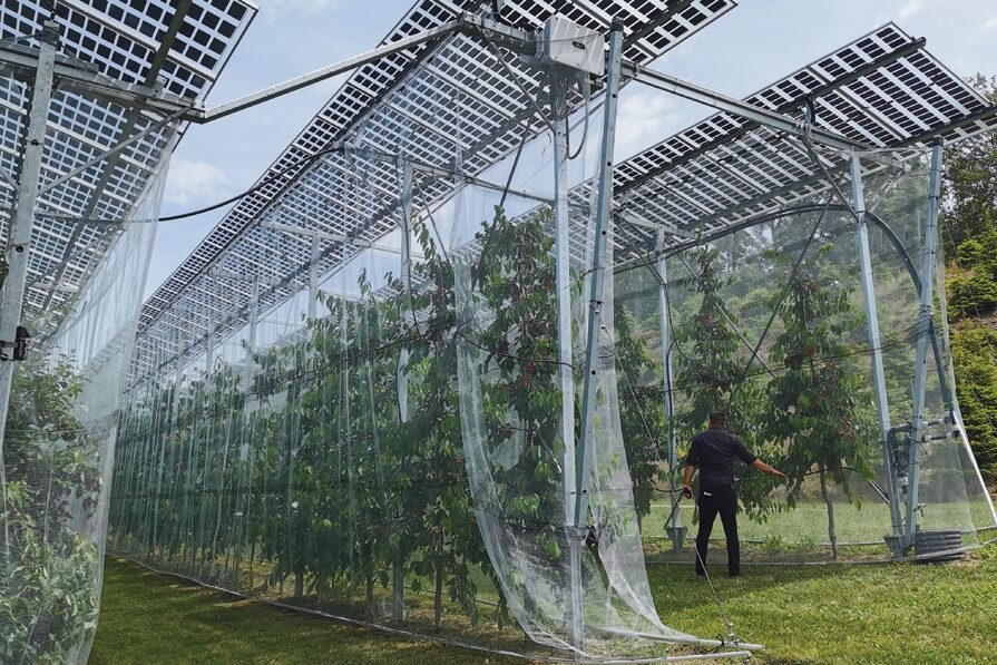 agrifotovoltaikus gyümölcsös