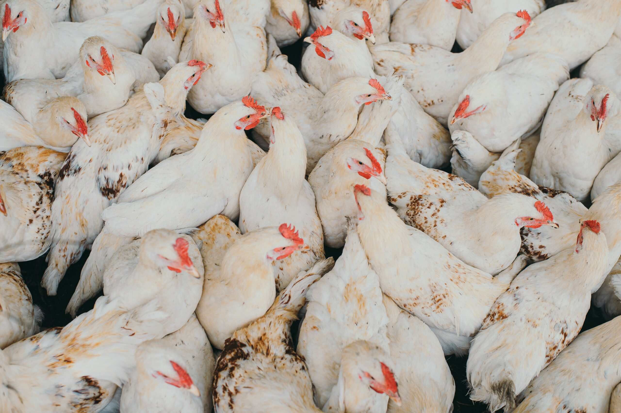 Hamarosan visszatérhet a brazil baromfihús az uniós piacra