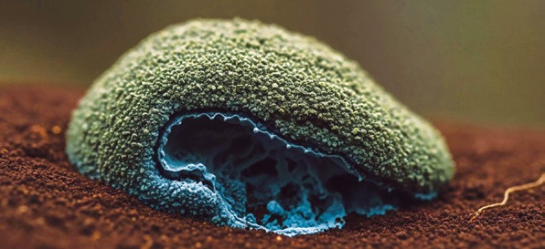„Quorum sensing”, avagy mit beszélgetnek a bélbaktériumok