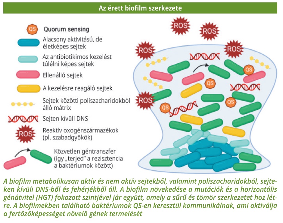 érett biofilm szerkezete