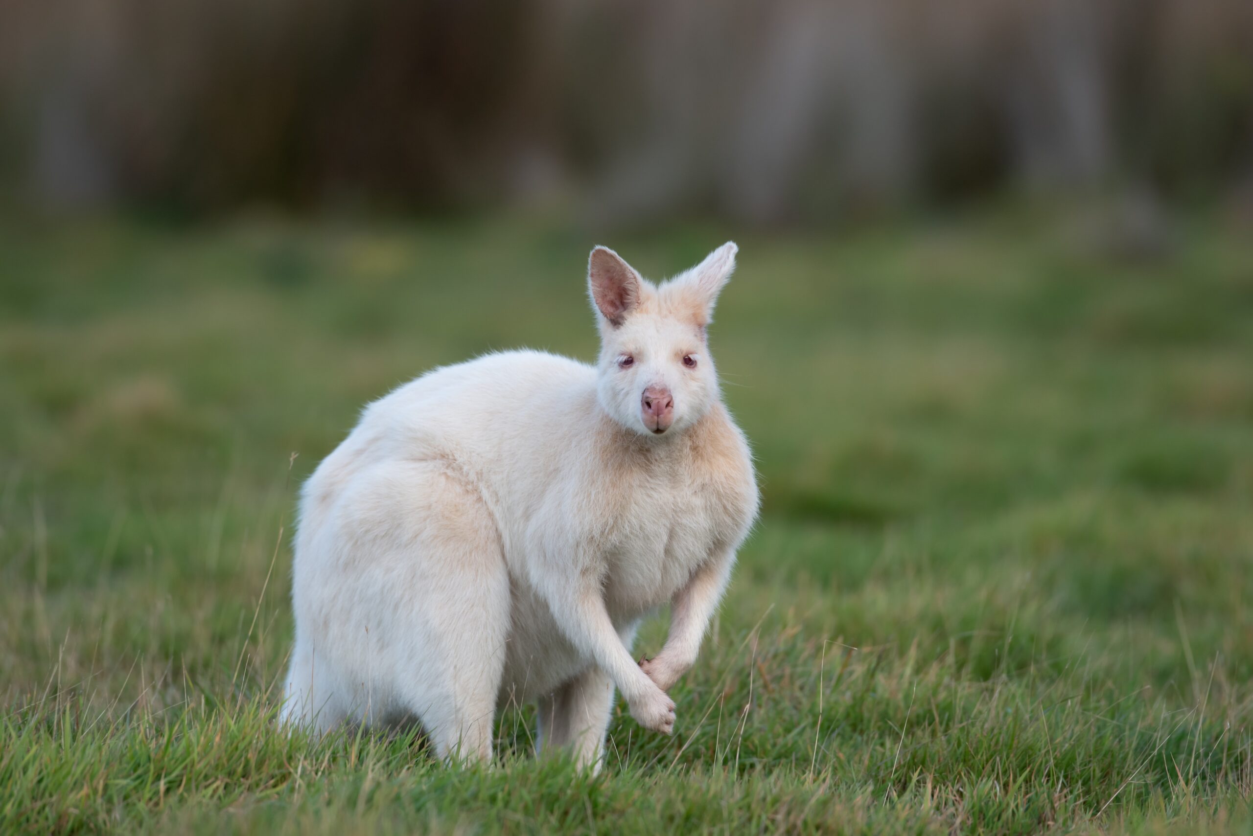 albínó színváltozat wallaby törpekenguru