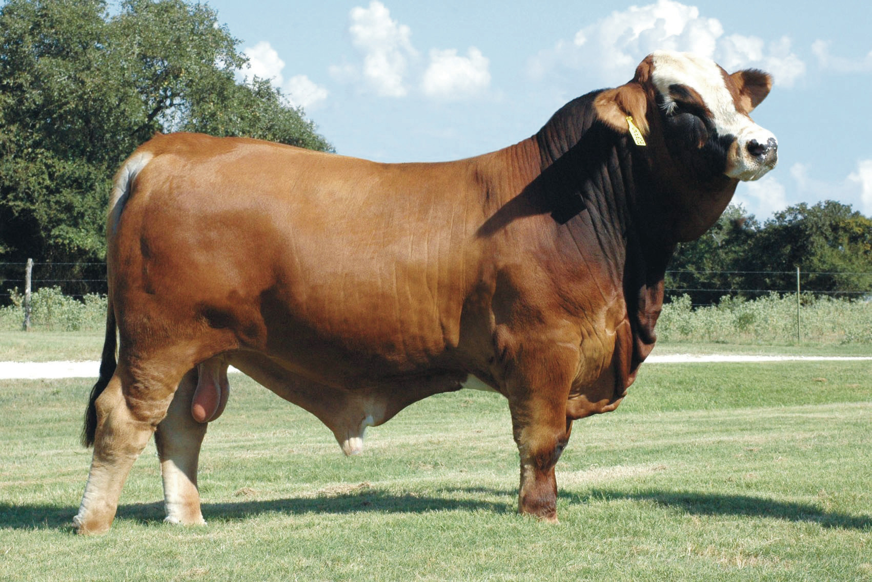 A Simbrah tenyészállatok, illetve szaporítóanyagok keresettek az online aukciós oldalakon.Képünkön Hagans-Ante-Up-51S simbrah bika a bovine-elite.com oldalo