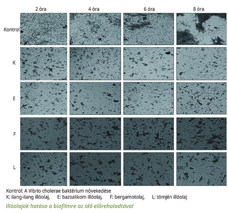 illóolajok hatása biofilmre
