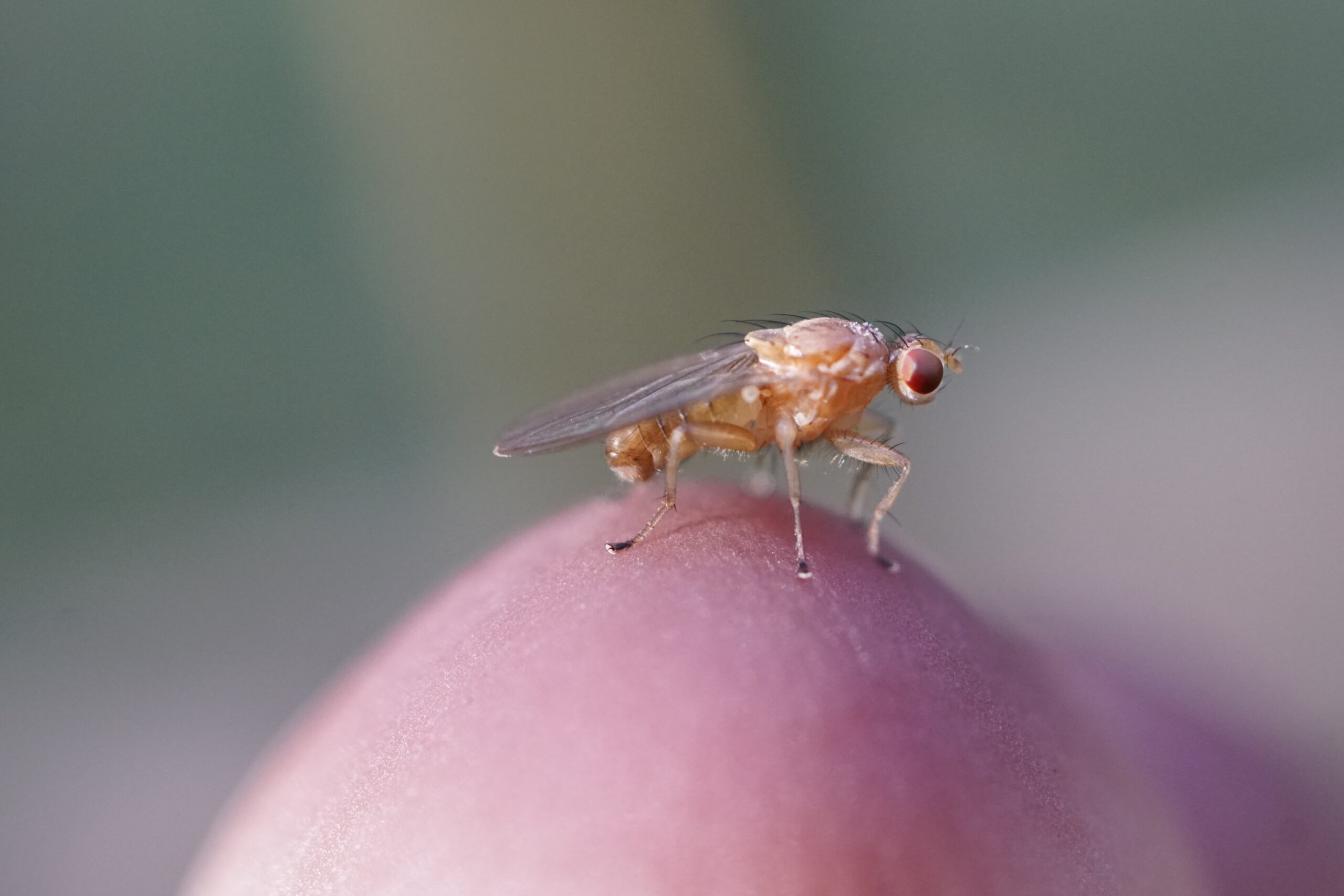 drosophila muslica