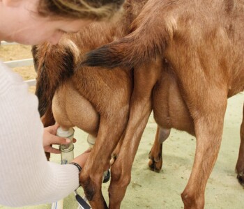 Fotó: MMG archív kecske tej fejés