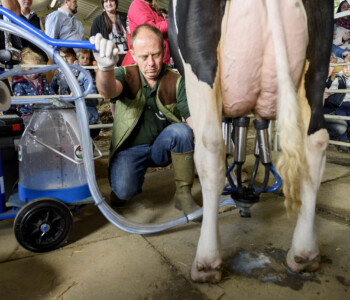 Illusztráció
Fotó: MMG archív tehén tőgy tehénfejés