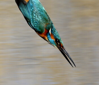 Tiszaalpár, 2021. február 19.
Jégmadár (Alcedo atthis) a Bács-Kiskun megyei Tiszaalpár határában 2021. február 18-án.
MTI/Kovács Attila