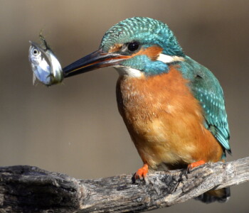 Illusztráció, képünkön: jégmadár (Alcedo atthis)
Fotó:MTI/Kovács Attila