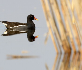 Tiszaalpár, 2021. február 19.
Vízityúk (Gallinula chloropus) a Bács-Kiskun megyei Tiszaalpár határában 2021. február 18-án.
MTI/Kovács Attila