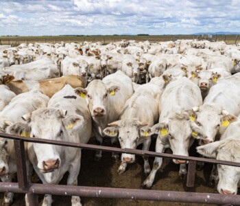 Illusztráció
Fotó: Medgyesi Milán