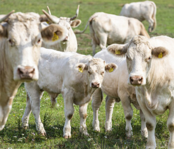 Fotó: Medgyesi Milán szarvasmarha tehenek állattenyésztés legelő