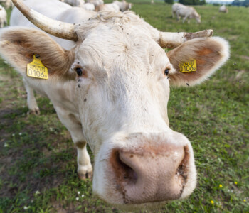 Illusztráció
Fotó: Medgyesi Milán