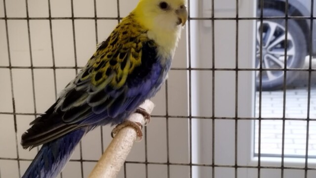 A papagájok is külön bemutatóteret kaptak