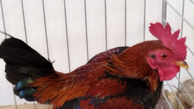 Díszbaromfi is sok volt a rendezvényen