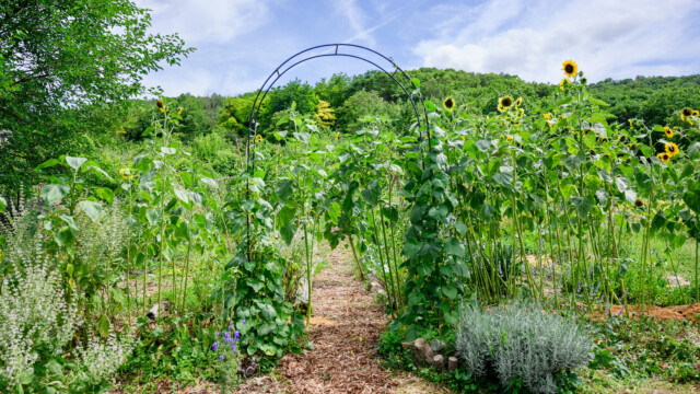 Fotó: Kiss Gergely Tischler Petra kertje