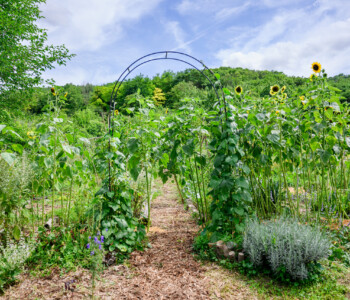 Fotó: Kiss Gergely Tischler Petra kertje