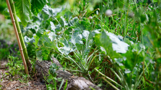 Fotó: Kiss Gergely Tischler Petra kertje