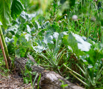 Fotó: Kiss Gergely Tischler Petra kertje