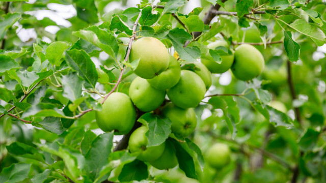 Fotó: Kiss Gergely Tischler Petra kertje