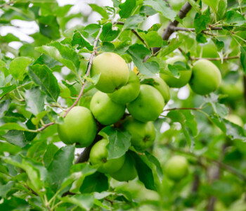 Fotó: Kiss Gergely Tischler Petra kertje