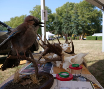 37. Bábolnai Gazdanapok Játékudvar és Gyerekfarm