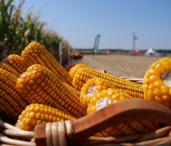 Illusztráció
Fotó: MMG/Csatlós Norbert bábolna