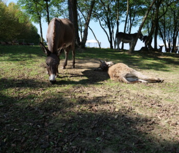 Fotó: Mizsei Károly/MMG KÁN Egyetemi Napok 2024