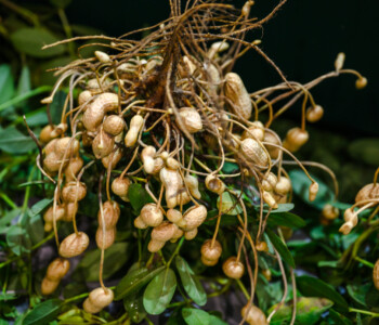Hazánkban is lehetséges a földimogyoró termesztése
Fotó: MMG/Csatlós Norbert földimogyoró